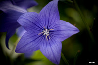 Blue Bell: Hyacinthoides hispanica