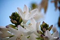 Plantain Lily 'Royal Standard'